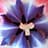 Can Thi Tran avatar