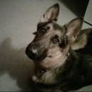 Temel C Tuttle avatar