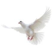 Barbara T Hulse avatar