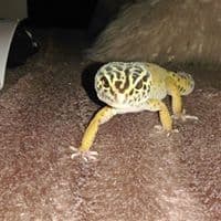 Phillop Adamson avatar
