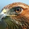 Timothy A Hawk Sr. avatar