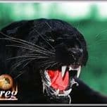 Greg Acree avatar