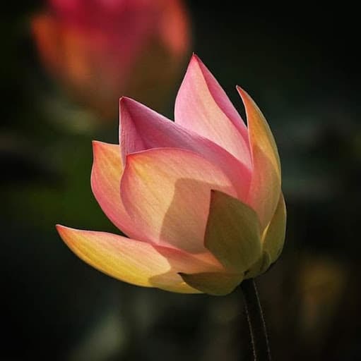 Duy Liem Nguyen avatar