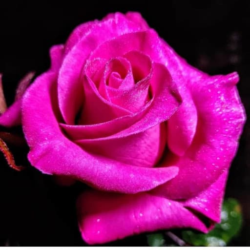 Doris J Jacobs avatar