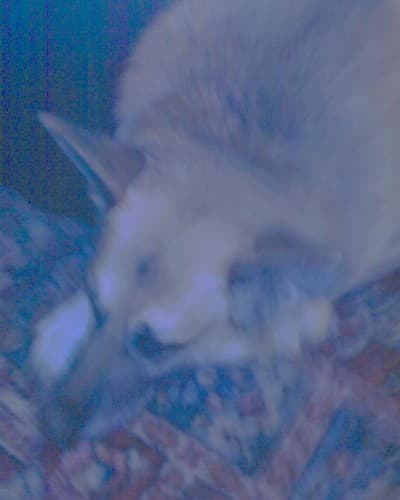 Ruby Ramsey Shaw avatar