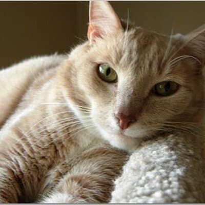 Celeste Kristine Sharp avatar