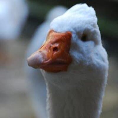 Ruby Dickey Davidson avatar