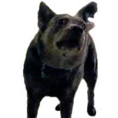 Netia Janay Mathis avatar
