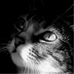 Travis Kent Spangle avatar