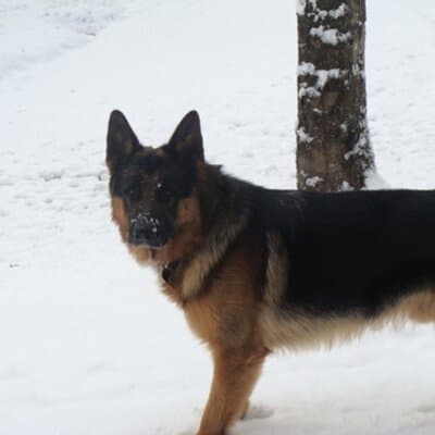 Ronald Alan Soucek avatar