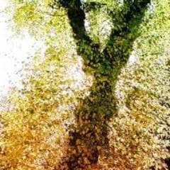 Java R Jahara avatar