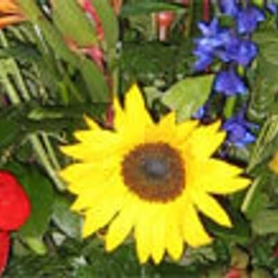 Timothy Scott Jacobsen avatar