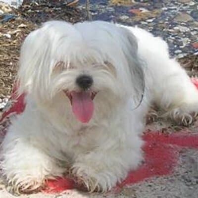 Mitch A Mode avatar