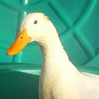 Sue M Weimer avatar