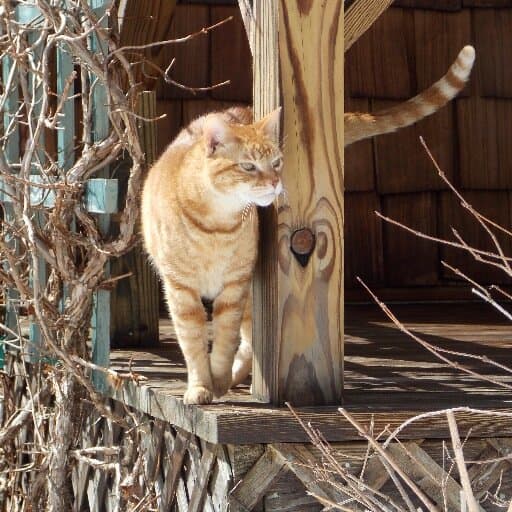 Nancy Jane Strack avatar