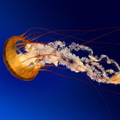 Christopher Dorner avatar