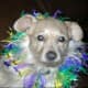 Suzette Deborah Jacobs avatar