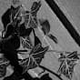 Ivy E Lessman avatar
